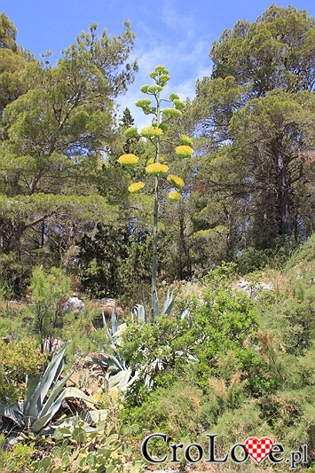 Milna - kwitnąca agawa