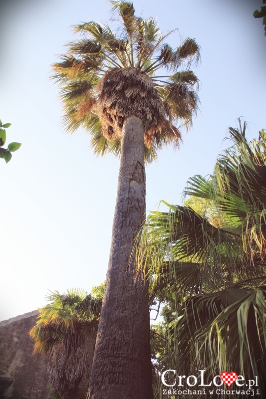 Palma Kalifornijska - Roślinność w Arboretum Trsteno