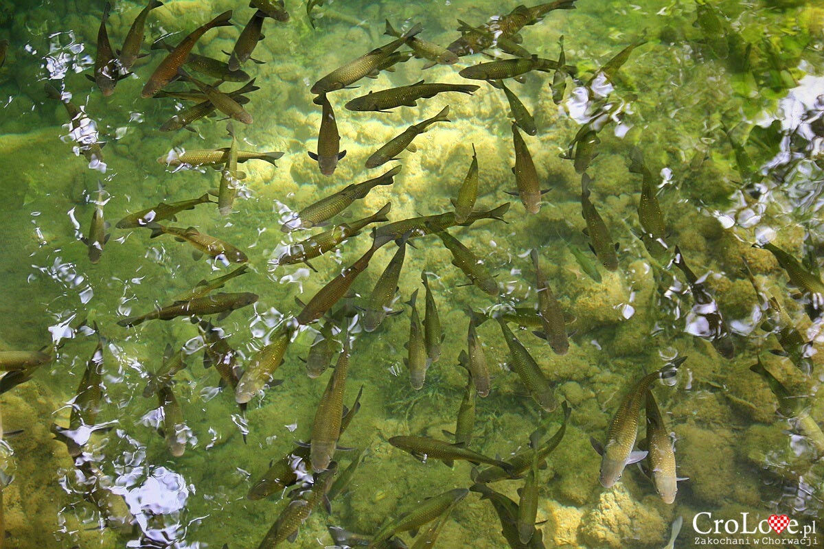 Ryby w rzece Krka