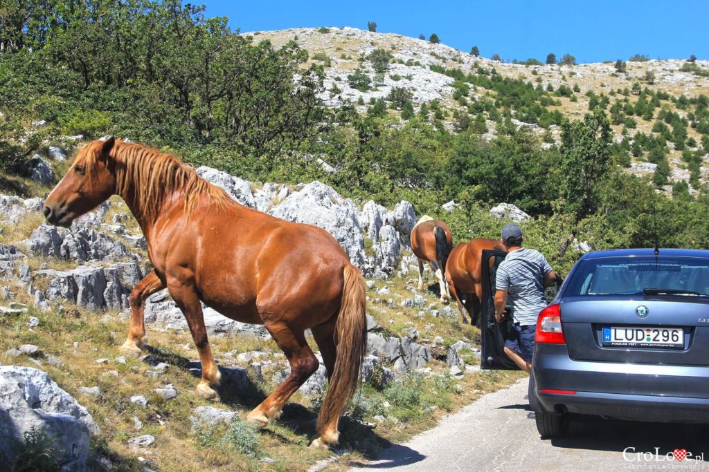 Dzikie konie w PP Biokovo