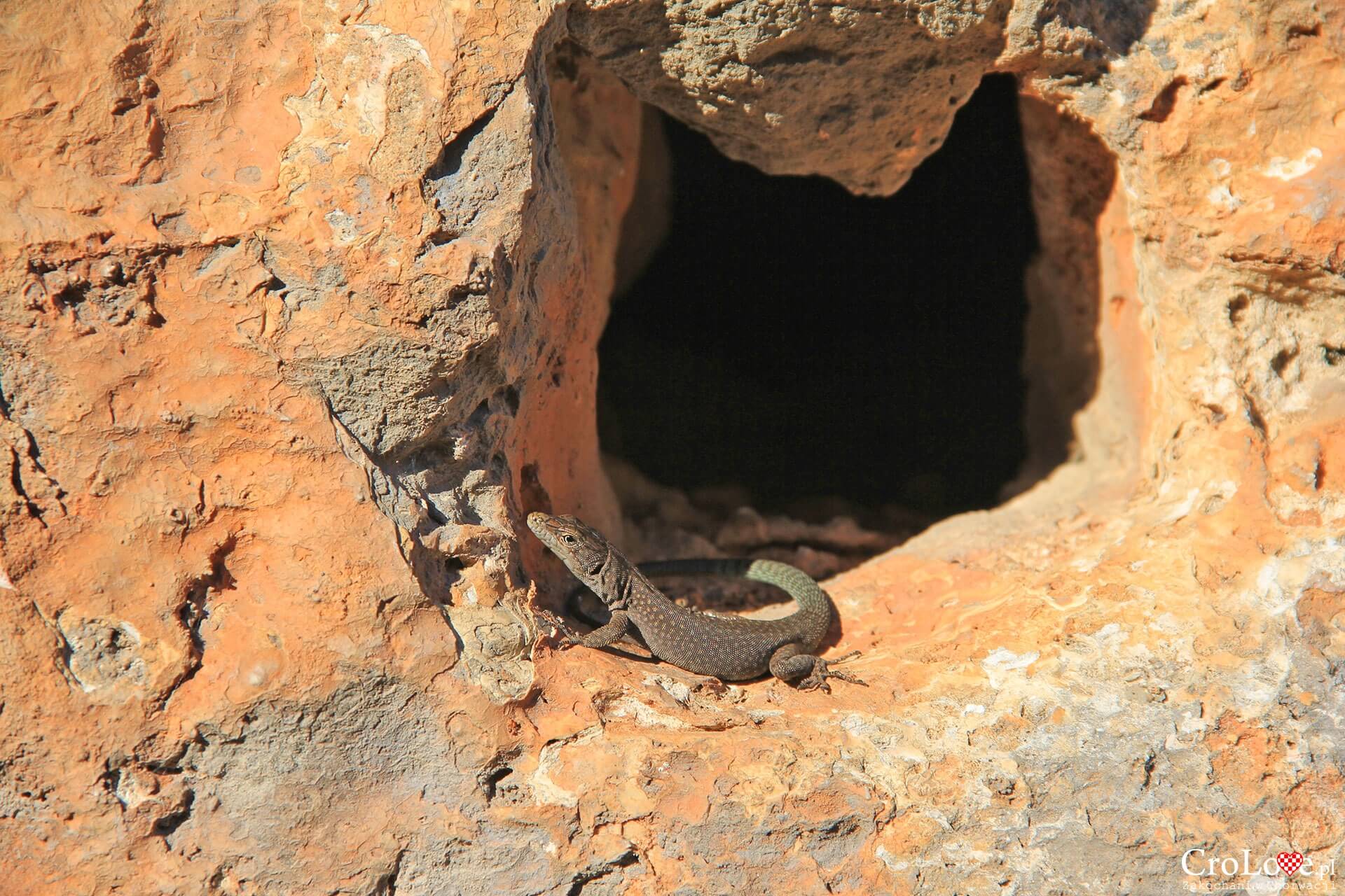 Jaszczurka w Dubrowniku