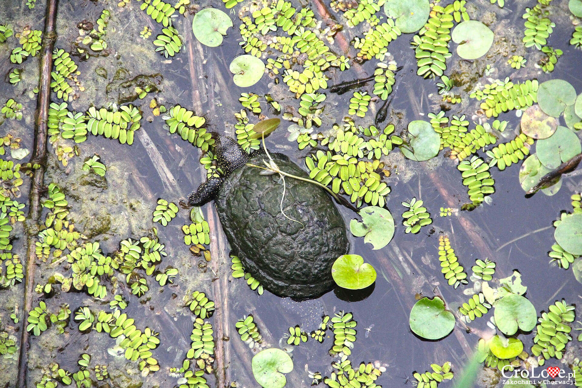 Żółw w Parku Przyrody Kopački Rit