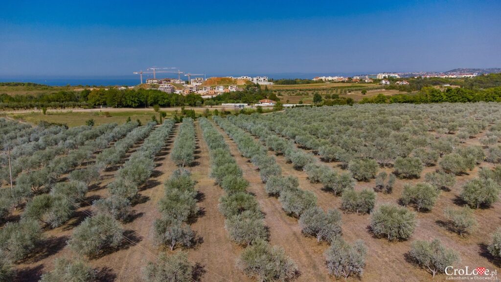 Gaj oliwny, Farma OmaJolas, Savudrija na Istrii