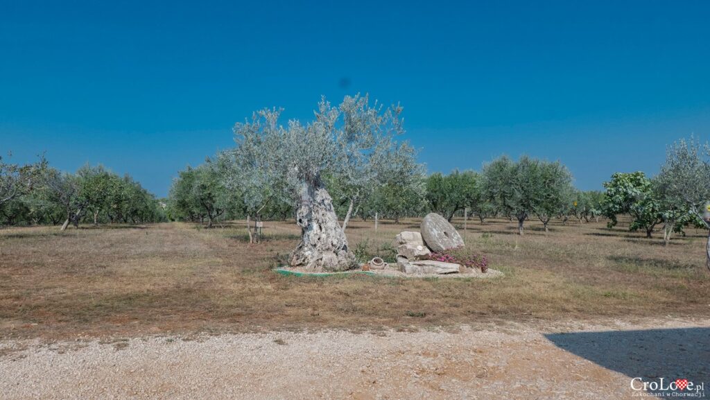 Gaj oliwny, Farma OmaJolas, Savudrija na Istrii