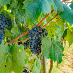 Chorwackie wina i regiony winiarskie w Chorwacji