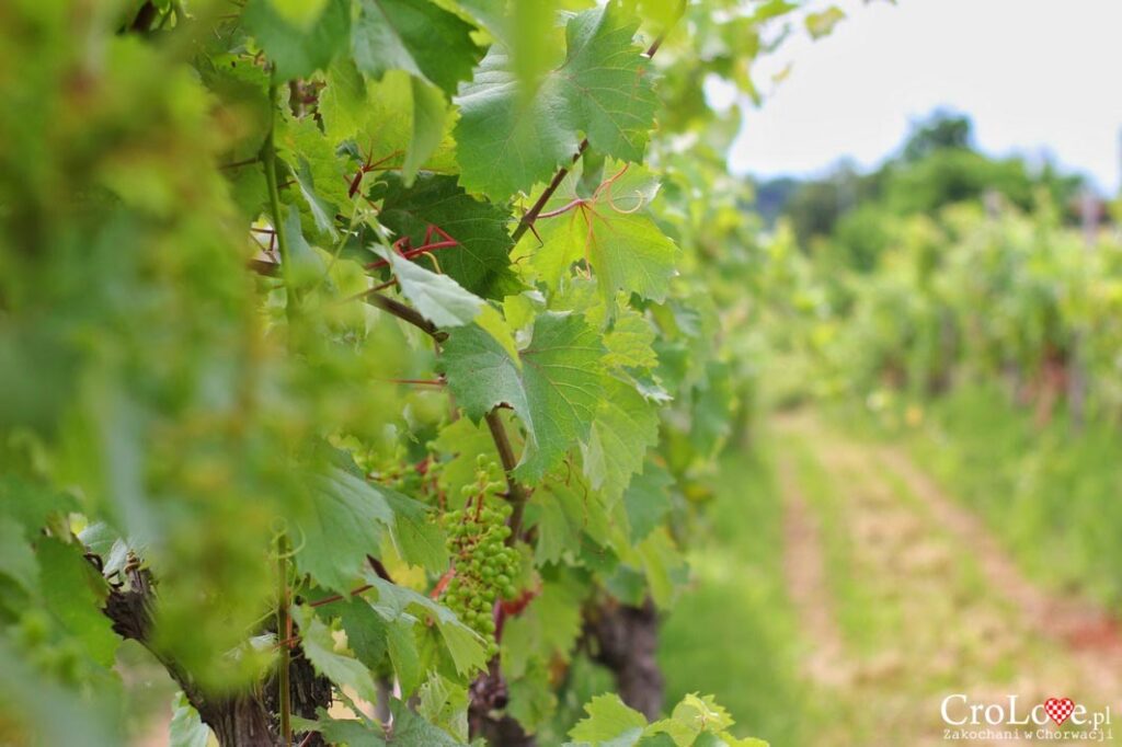 Winnice na Istrii w Chorwacji