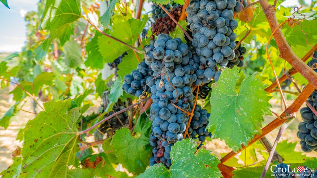 Winnice na Istrii w Chorwacji