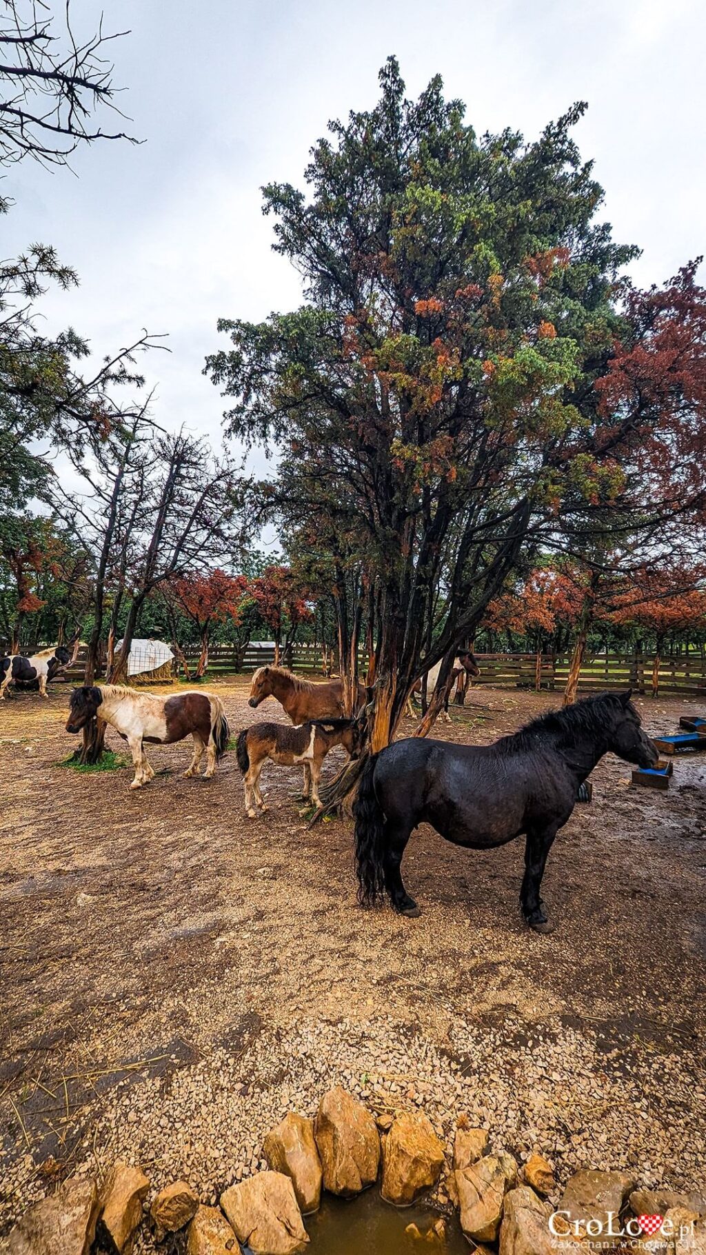 Mini ZOO na kempingu Omišalj na wyspie Krk w Chorwacji