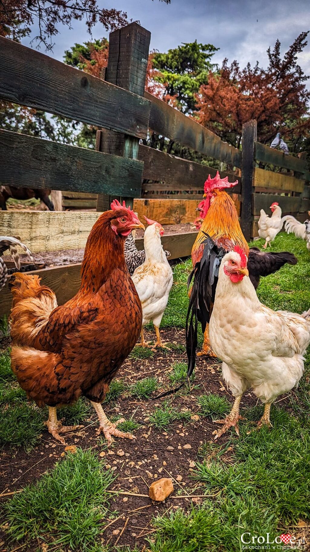 Mini ZOO na kempingu Omišalj na wyspie Krk w Chorwacji