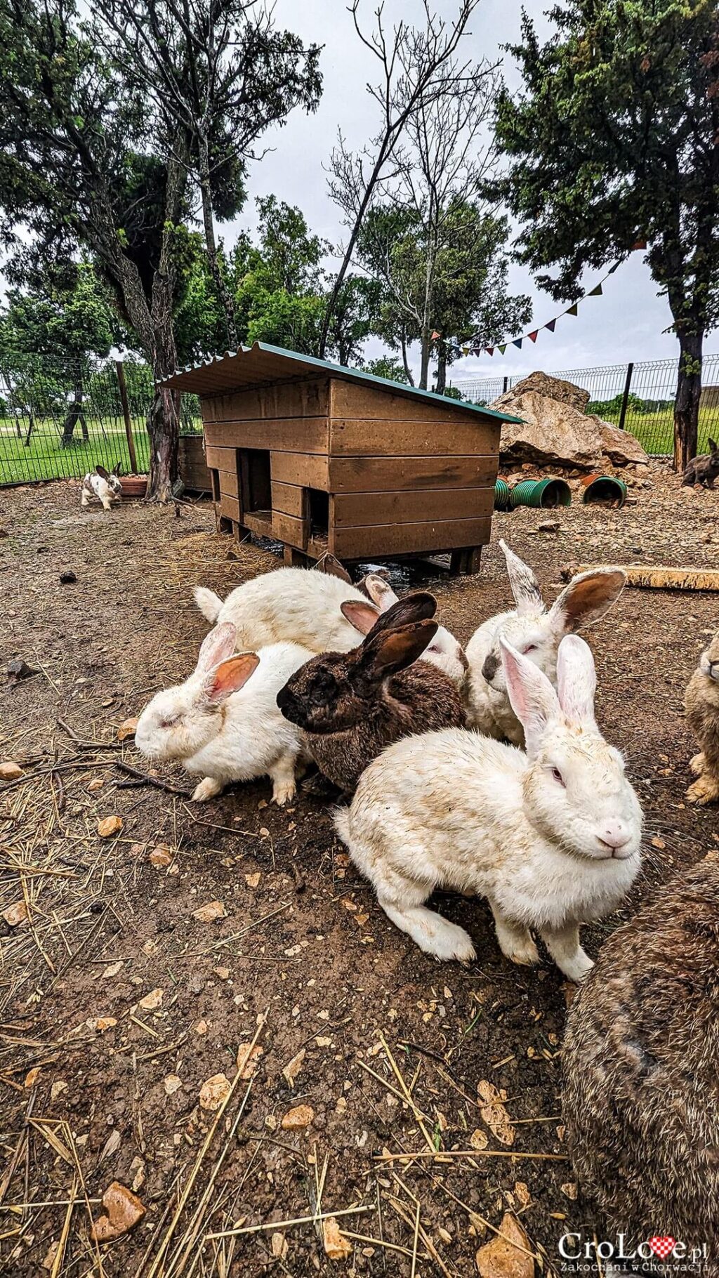 Mini ZOO na kempingu Omišalj na wyspie Krk w Chorwacji