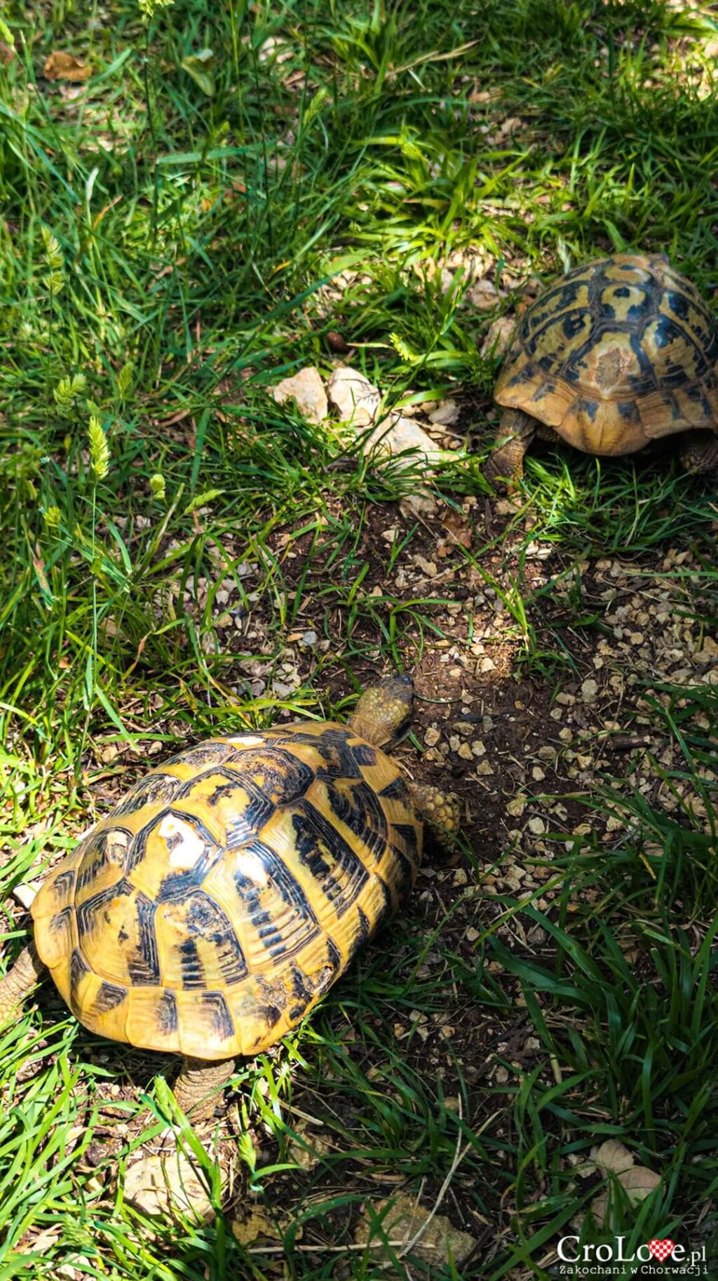 Mini ZOO na kempingu Omišalj na wyspie Krk w Chorwacji