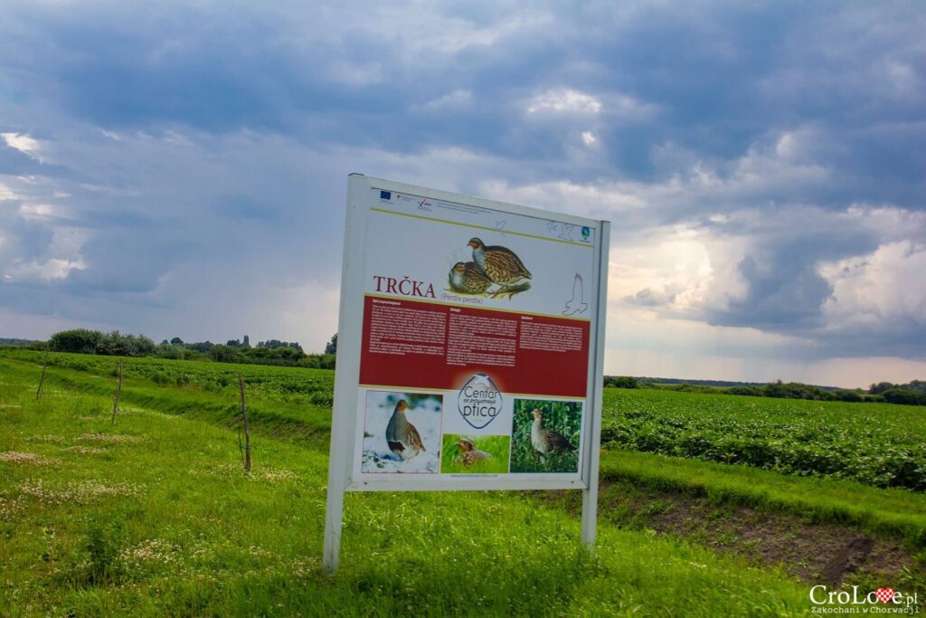 Rzeka Bosut w Nijemci w regionie Srijemu